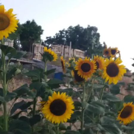 Georgia's House Fyti