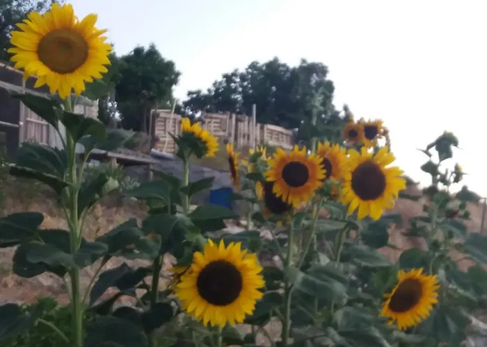 Georgia's House Fíti